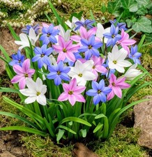 PICK & MIX Premium Dwarf IPHEION RHS Starflower BULBS Spring