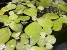 Dwarf Water Lettuce - 12+Leaf Live Aquatic Plants For Betta, Shrimp, Nano Tanks!