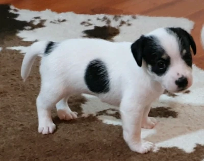Jack Russell Puppies Dogs Puppies Gumtree Australia