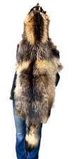 Massive Finnish-Coon Pelt, Tanned