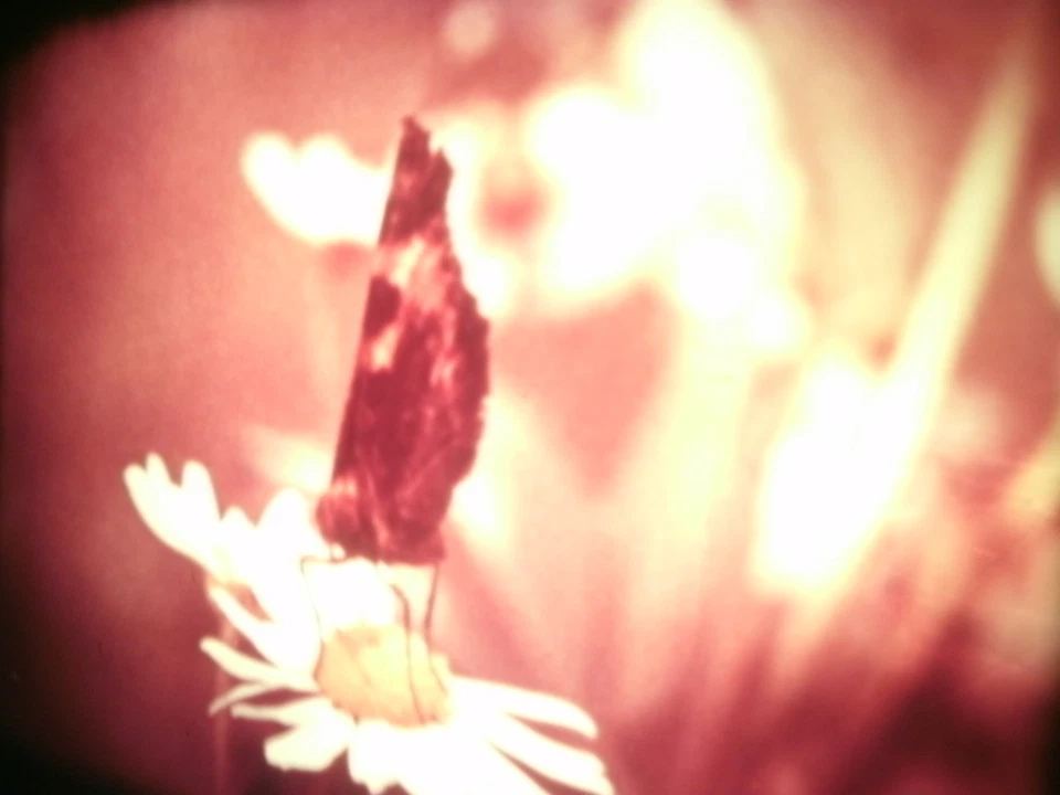 16mm Soviete educational " Lepidoptera " Film Color Movie Nature butterfly - Image 4 of 4
