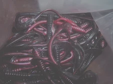 Manns 6" Jelly Worm Blackberry Purple Worm 2 Tone Bass Lure 10-Pk Discontinued