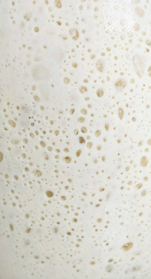 LIVE SOURDOUGH STARTER - BUCKY- Make Dough Next Day Active, Established, Strong