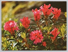 Postcard Rhododendron ferrugineum Flowers Rusty-leaved Alpine Rose