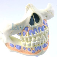 PVC Human Baby Teeth 2 Parts Model Medical Anatomical Models Teaching