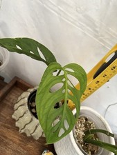 Monstera Esqueleto Active Growing Fully Rooted Plant with two leaves.
