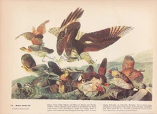 Audubon 1942 Vintage Birds #76 "Bob White" Full Color Art Plate Lithograph Print