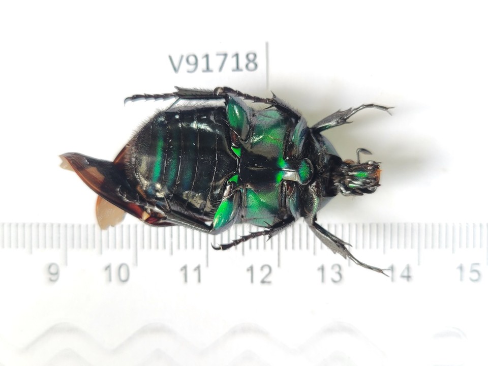 V91718. Insects, Cetoniidae sp. North Vietnam, Lai Chau | eBay