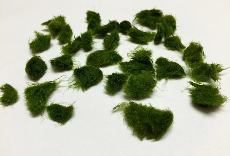 Marimo Moss 1000 Pieces 0.25-0.5 inch Cladophora Live Plant Aquarium in USA. - Image 3 of 4