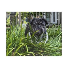 Puzzle 110, 252, 520, 1014-piece  Pug Puzzle  Dog Puzzle  Nature Puzzle