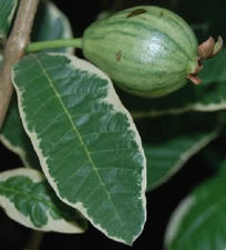 Variegated Thai Pink Guava 20 seeds - easy to grow 