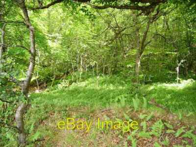 Foto 6x4 Blaubeerwald Polwarth entlang der Dünen - Kelso Straße ein altes Holz um 2006