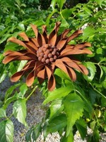 Edelrost Blume Ringelblume Edelrostblume Metallblume Blume Rost Garten
