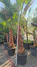 Washingtonia robusta 300-350 cm palma messicana Washington 110 cm tronco
