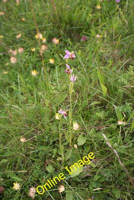 Photo 12x8 Bee Orchid (Ophrys apifera) Great Longstone Bee Orchid (Ophrys  c2012