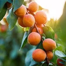 1 Apricot Tree Starter Plant Prunus armeniaca