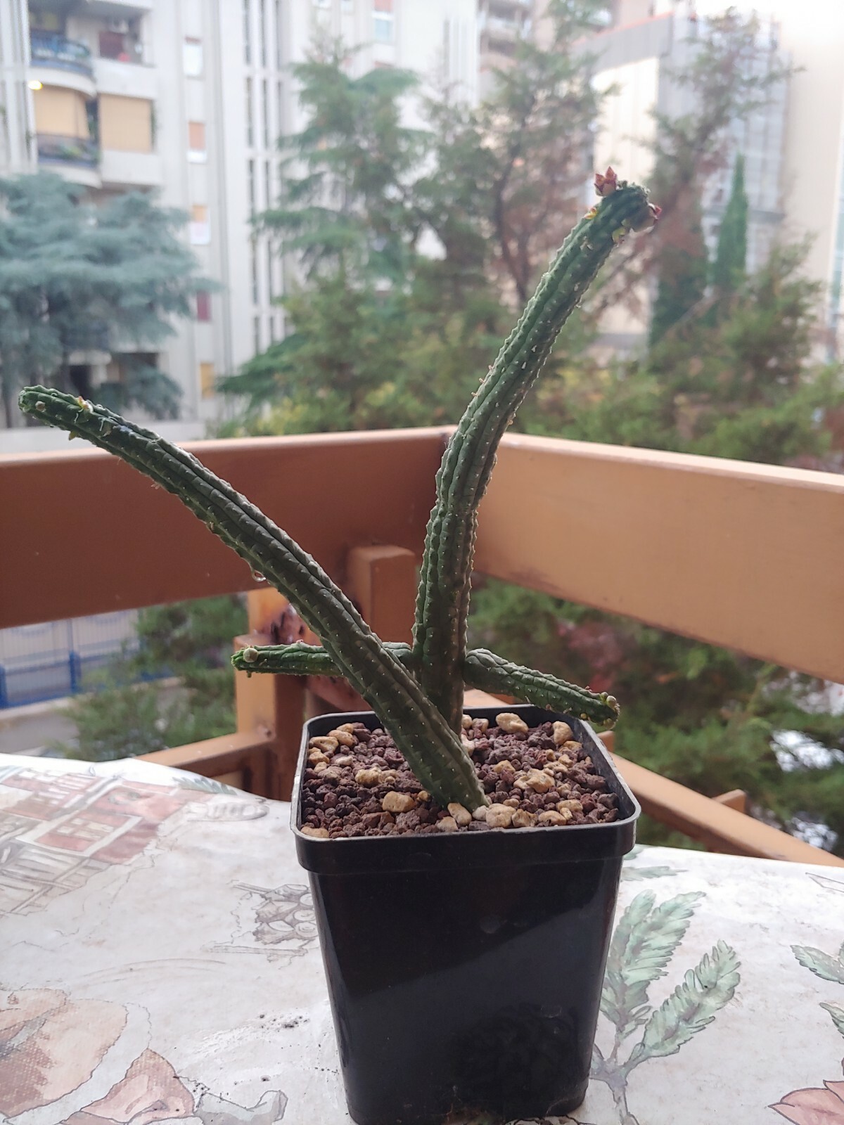 Foto 10 di 11