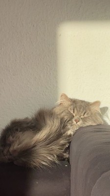 Coco Sucht Ein Neues Haus Er Ist Liebevoll Nett Magst Es Zur Kuscheln