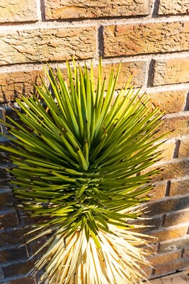 2ft JOSHUA TREE, DESERT, CACTUS, LEGALLY HARVESTED & TAGGED, YUCCA