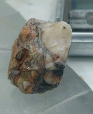 Opalized Petrified Wood Oregon Colorful Pink Blue Purple