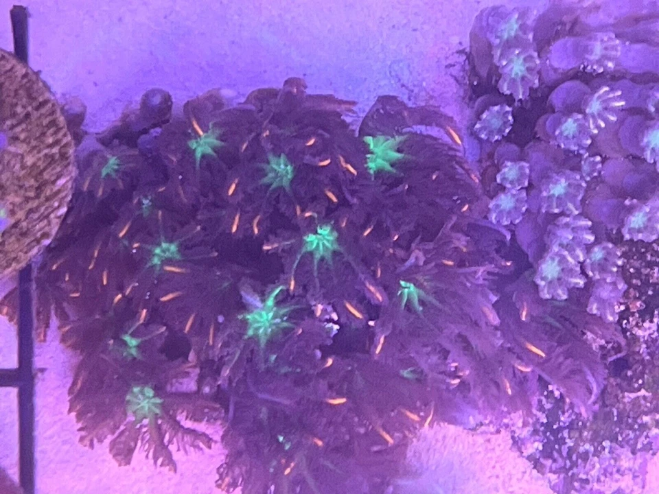Firework Clove polyp coral.
