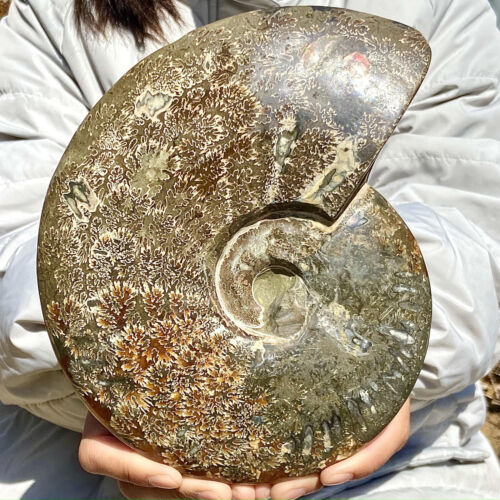 4.47LB Restoration of Natural and Beautiful Chrysanthemum Fossil Conch Crystal S - Imagen 3 de 12