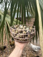 25 Assorted Coturnix Fertile Quail Hatching Eggs - Variety Of Color