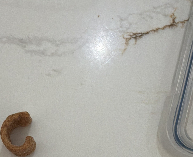 Rare and unique naturally formed cinnamon cereal/snack piece shaped perfectly