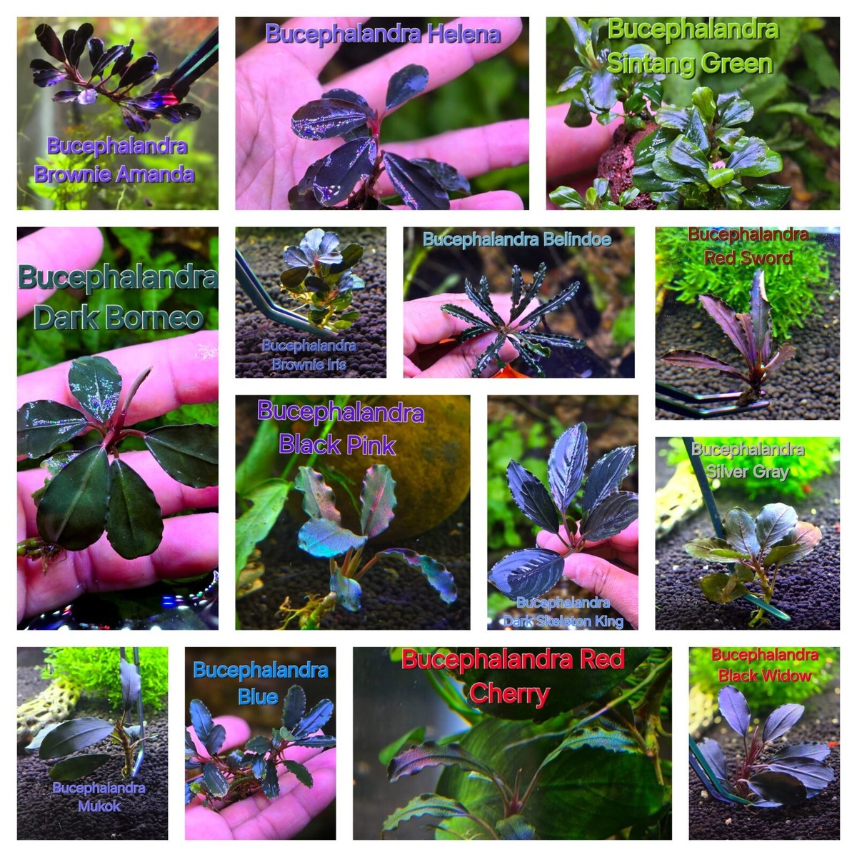 Bucephalandra Black Widow Live Aquatic Buce Epiphyte Rhizome Fish