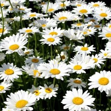 50 Ox Eye Daisy Seeds 