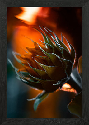 Feuer Sonnenblume Gerahmtes Wandbild Poster Leinwanddruck Bild