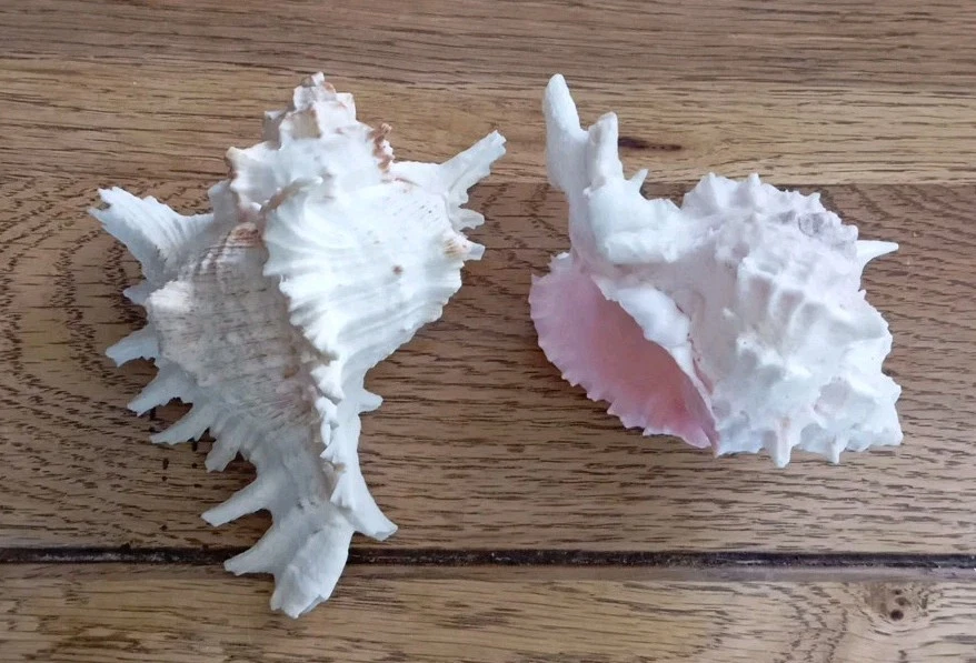 Lot de 13 Coquillages De Collection - Photo 3/4