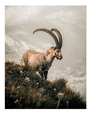 Majest�tische Bergziegen Wandkunst Naturfotografie Nature Photography