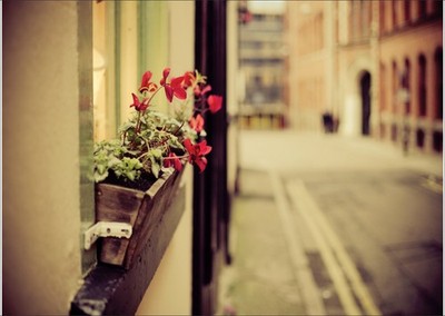 Charming Urban Flower Box Wall Art Für Die Heimdekoration Modern
