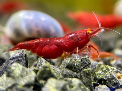 #ad 10 1 Orange Eye Red Demon Neocardina Shrimp *READ DISCRIPTION* $125.00