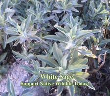 White Sage Seeds Salvia apiana California Native Plant for Xeriscaping
