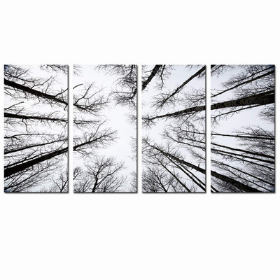 Levvarts - Black And White Forest Canvas Wall Art Angle View Aspen Trees