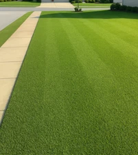 8000 Premium Centipede Grass Seeds with moisture retaining coating