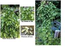 Potato Vine Heart Shaped Leaves Cinnamon Scent Perennial 10 + SEEDS  USA Grown