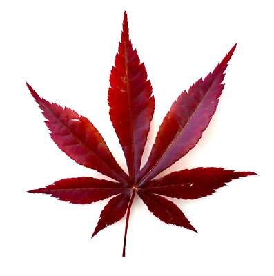 Acer palmatum cv atropurpureum GRAFTED - Purple Japanese Maple Grafted