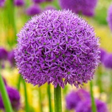 1  GLADIATOR ALLIUM Flower Bulb * Deer Resistant * FALL  SHIPPING * Onion Lily