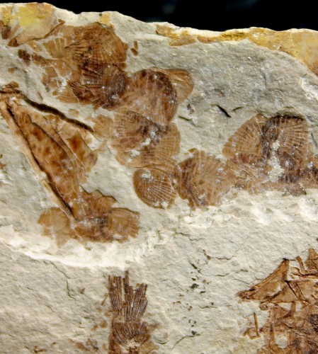Capros radobojanus - Three Oligocene fossils fishes, Very nice specimen - Picture 4 of 6
