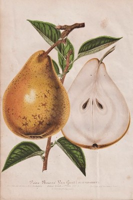 Poire Beurre Obst fruit Birne pear Pomologie botany tree Lemaire Lithograph