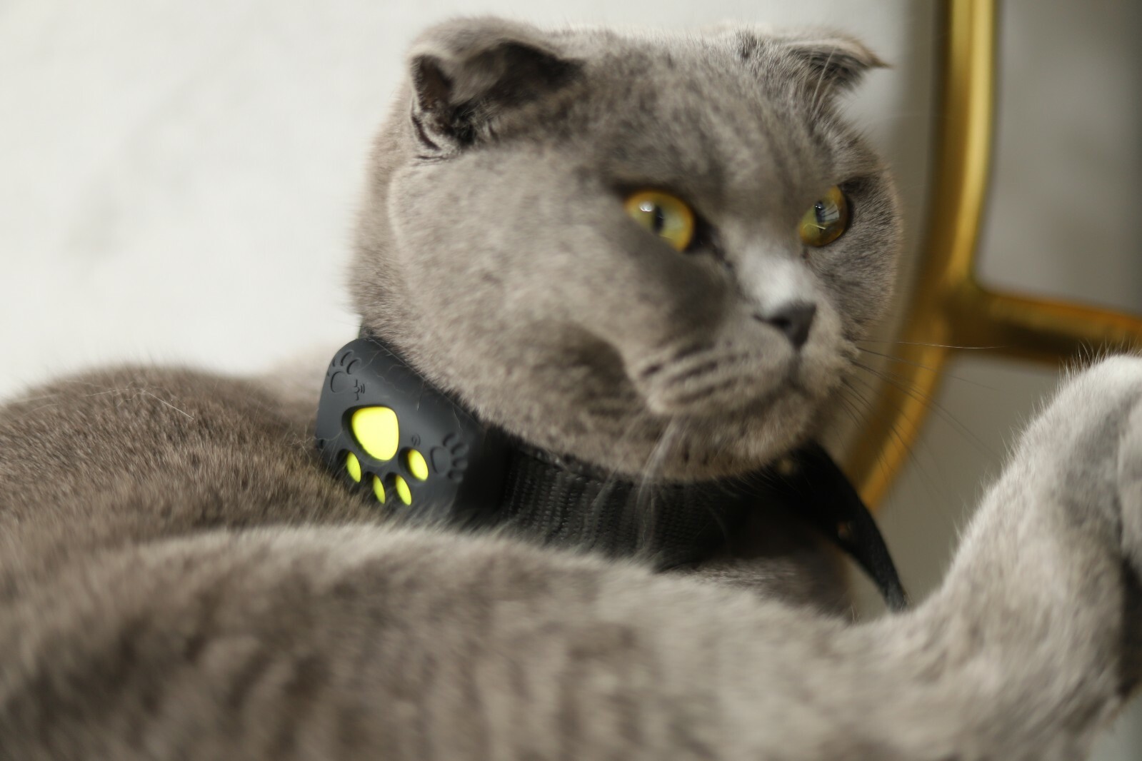 animal gps tracker chip