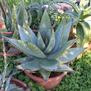 Aloe Spectabilis Aloe Vera Planta Suculenta De Floracion Semillas 10 X Ebay