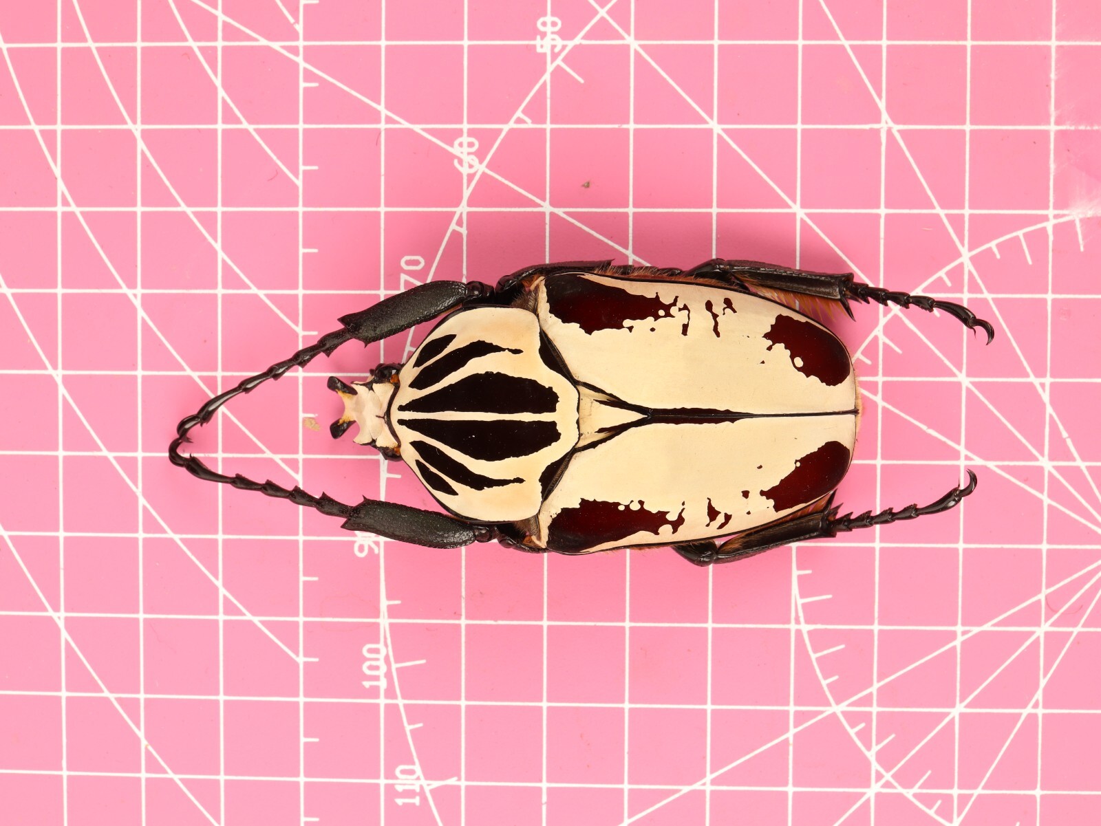 標本 Goliathus cacicus 83mm $_57.JPG?set_id=880000500F