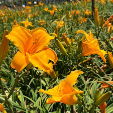 5 Container Orange Daylily Plant