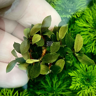 Bucephalandra Sanggau Green Jade | Aquarium Plants Factory® | eBay