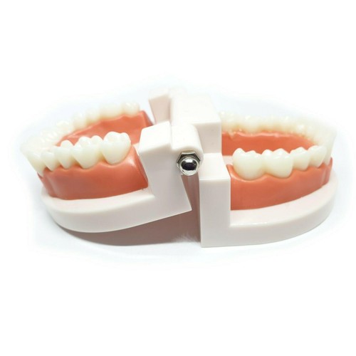 Adult Dental Standard Teaching Educational Typodont Demonstration Teeth Model N - Afbeelding 1 van 11