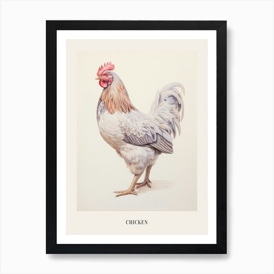Vintage Bird Drawing Chicken 2 Post Framed Wall Art Poster Canvas Print Picture
